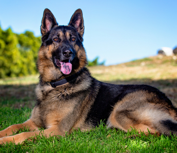 German Shepherd dog lying in grass, happy expression