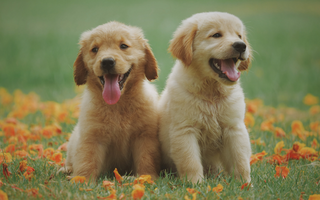 Two adorable Golden Retriever puppies sitting together in a field of orange flowers.