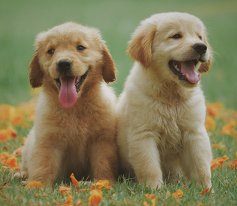 Two adorable Golden Retriever puppies sitting together in a field of orange flowers.