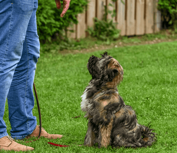 Is Your Behavior Affecting Your Dog? 6 Training Habits to Check