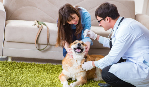 Everything you need to know about CBD for Pets