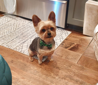 Emoji the Moose Hunt: A Tiny Dog with a Big Personality & Even Bigger Love