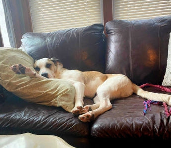 Valor A Rescue Dog Who Found Love And Safety