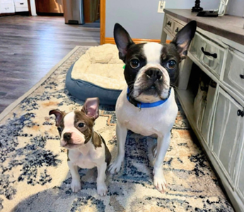 Peanut & Sadie: Double the Love, Double the Joy