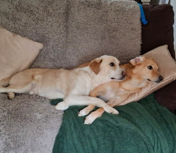 Bryn & Travis: Two Rescue Dogs, Now Safe and Loved