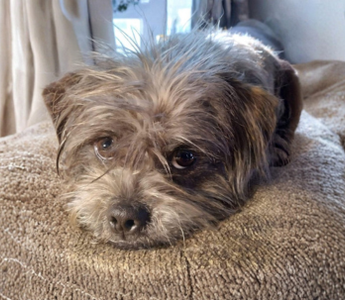 Romeo: The Rescue Puppy Who Stole Our Hearts
