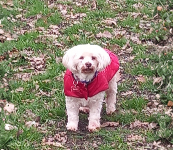 Rescued Dog Bonita’s Journey from Curaçao Streets to a Loving Home in England