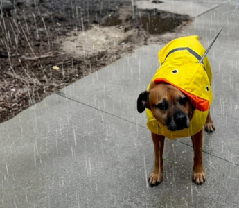 How Scooby Helped Lori Heal Through Grief and Anxiety