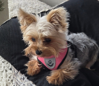 Lady Susie Jo Dawn: The Little Yorkie Who Brought Healing and Hope