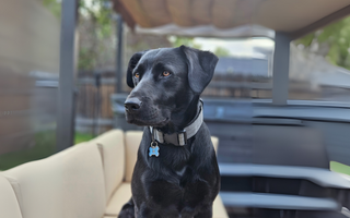 From Timid Shelter Pup to Loyal Companion: Cooper’s Heartwarming Rescue Story