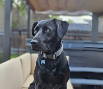 Black Labrador Retriever dog sitting outdoors, wearing a gray collar with a name tag.