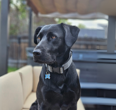 Black Labrador Retriever dog sitting outdoors, wearing a gray collar with a name tag.