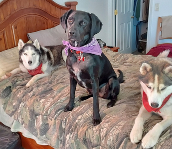 Three Rescue Dogs, One Family: The Story of Taz, Loki & Shadow