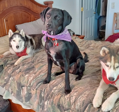 Three Rescue Dogs, One Family: The Story of Taz, Loki & Shadow