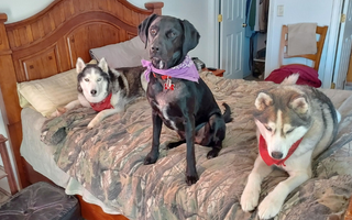 Three dogs—a black lab, and two Siberian Huskies—wearing bandanas, relaxing on a bed.