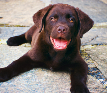 Should I Remove My Pet's Collar After Passing? Compassionate Guidance for Pet Loss
