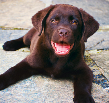 Should I Remove My Pet's Collar After Passing? Compassionate Guidance for Pet Loss
