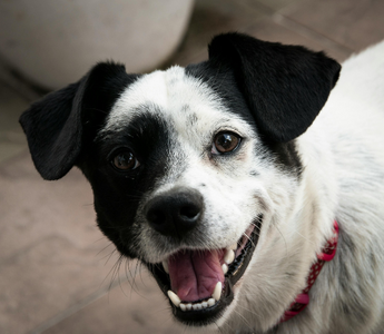 Happy black and white dog wearing a red collar