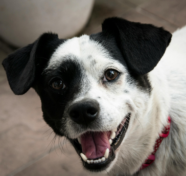 Happy black and white dog wearing a red collar