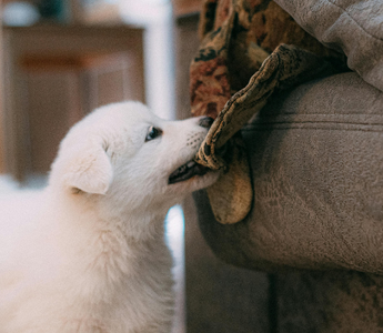White fluffy puppy playfully pulling a blanket from a couch