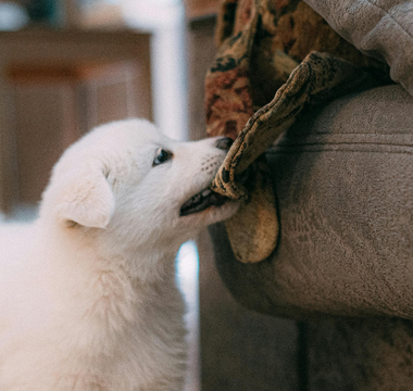 White fluffy puppy playfully pulling a blanket from a couch