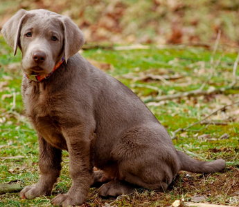 Adorable silver Labrador puppy sitting outdoors