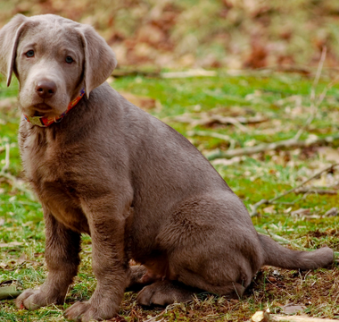 Adorable silver Labrador puppy sitting outdoors