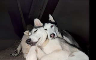 Two Siberian Huskies cuddling closely together, sleeping peacefully.