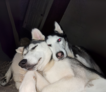 Two Siberian Huskies cuddling closely together, sleeping peacefully.