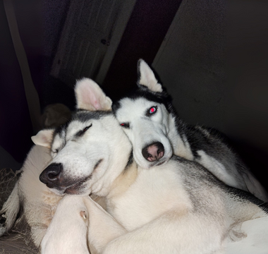 Two Siberian Huskies cuddling closely together, sleeping peacefully.