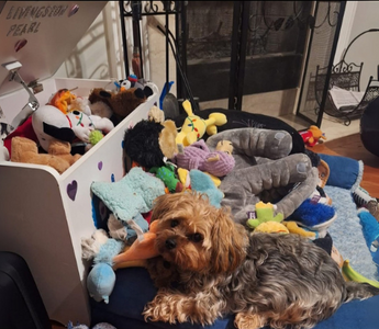 Oliver the Yorkie: The Little Hero Who Mended Our Hearts