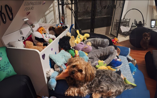Yorkshire Terrier surrounded by toys in a toy chest; "Livingston Pearl" written on the chest.