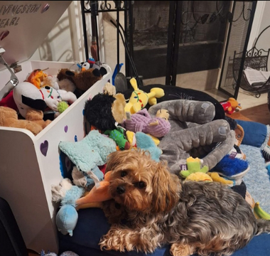 Yorkshire Terrier surrounded by toys in a toy chest; "Livingston Pearl" written on the chest.