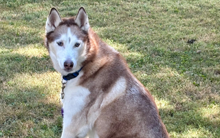 Max the Mighty: A Husky's Unbreakable Spirit