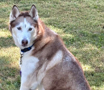 Max the Mighty: A Husky's Unbreakable Spirit