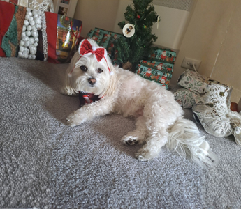 Meet Ella: My Sweet Therapy Dog Who Loves Nursing Home Cuddles