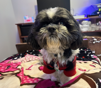 Adorable Shih Tzu dog wearing a red sweater sits on a pink blanket.