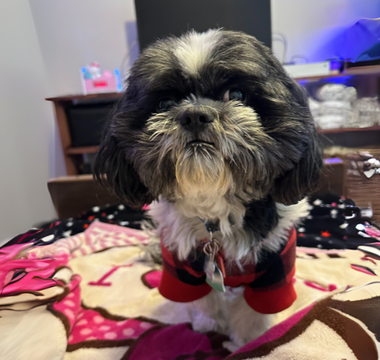 Adorable Shih Tzu dog wearing a red sweater sits on a pink blanket.