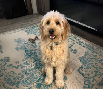 Adorable Goldendoodle puppy sitting on a teal and cream rug.