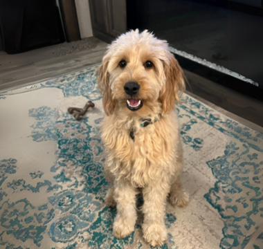 Adorable Goldendoodle puppy sitting on a teal and cream rug.
