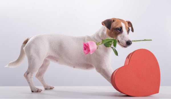 6 Fun ways to Spend Valentine's Day with your Pet