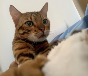 Close-up of a Bengal cat playing with a fluffy toy