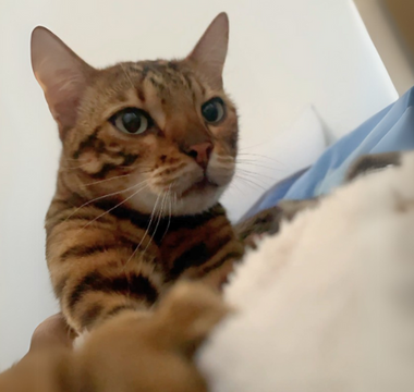 Close-up of a Bengal cat playing with a fluffy toy