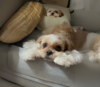 Adorable Shih Tzu mix dog relaxing on a plush pet bed.