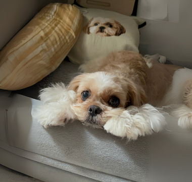 Adorable Shih Tzu mix dog relaxing on a plush pet bed.