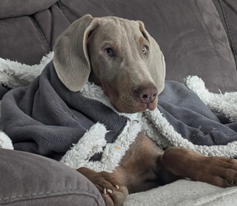 A Weimaraner puppy snuggles under a gray and white blanket on a couch.