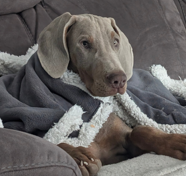 A Weimaraner puppy snuggles under a gray and white blanket on a couch.