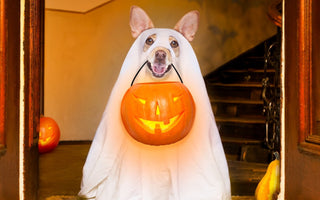 Top 10 Dog Costume Ideas for Halloween