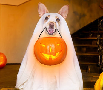 Dog in ghost costume holding a jack-o'-lantern trick-or-treat bag