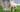 A fluffy cream-colored poodle dog urinating against a tree trunk.